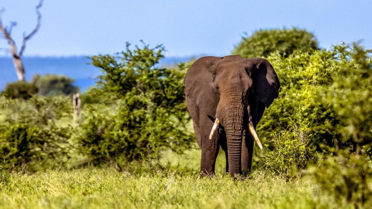 Вилла Africamps At Mackers Хейзивью Экстерьер фото